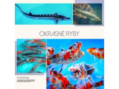 Nové okrasné ryby