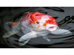 Od 1.6.2021 zahajujeme prodej KOI kaprů