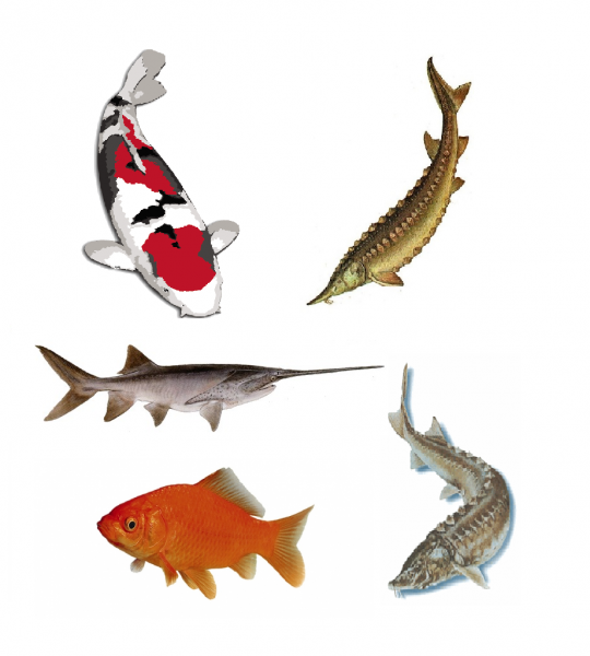 Ryby a potřeby pro ryby KOI, jeseteři, ostatní okrasné ryby