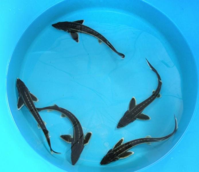 Jeseter hvězdnatý - Acipenser stellatus (30-40cm) - Ryby a potřeby pro ryby KOI, jeseteři, ostatní okrasné ryby