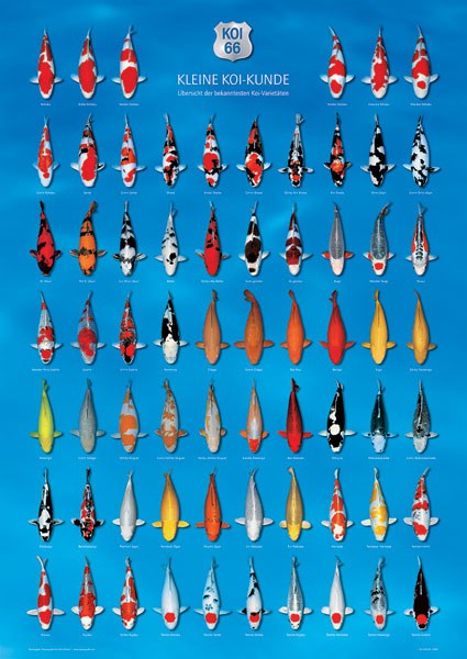 KOI kapr poster 66 (plakát) - Dárky, suvenýry KOI Plakáty