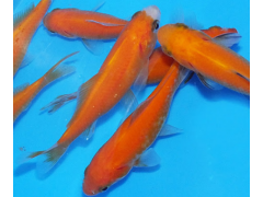 Karas zlatý - Carassius auratus gold (20-25cm)