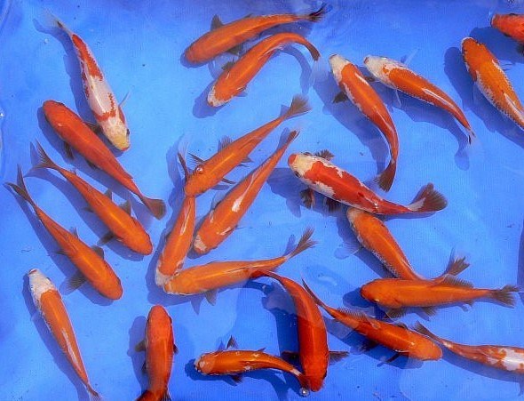 Karas zlatý závojnatý - Carassius auratus gold (12-15cm) - Ryby a potřeby pro ryby KOI, jeseteři, ostatní okrasné ryby
