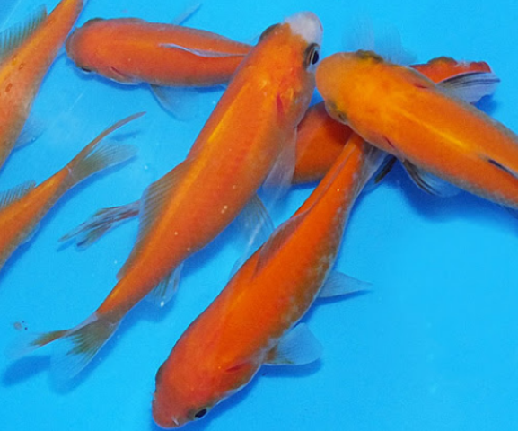 Karas zlatý - Carassius auratus gold (20-25cm)
