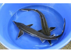 Jeseter malý - Acipenser ruthenus (25-30cm)