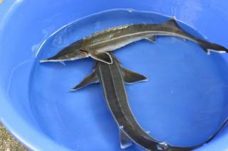 Jeseter malý - Acipenser ruthenus (20-25cm) - Ryby a potřeby pro ryby KOI, jeseteři, ostatní okrasné ryby