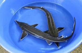 Jeseter malý - Acipenser ruthenus (25-30cm) - Ryby a potřeby pro ryby KOI, jeseteři, ostatní okrasné ryby