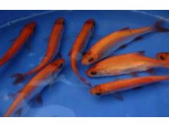 Perlín zlatý - Scardinius erytrophalamus gold (9-11cm)