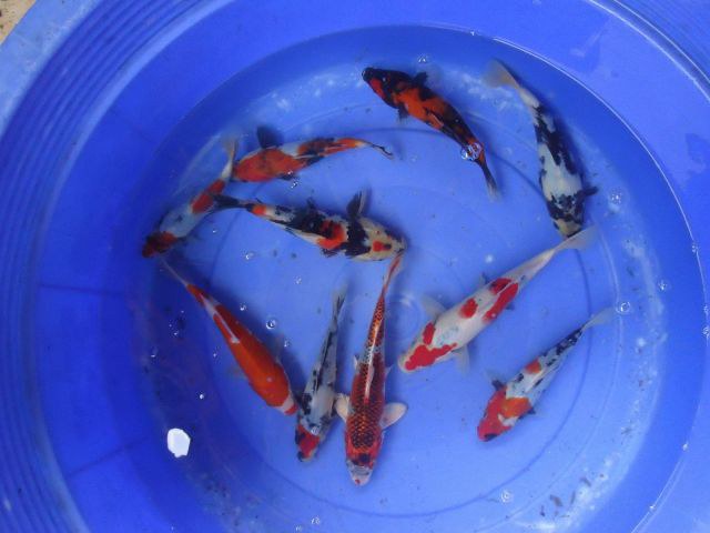 KOI kapr výběr A - Cyprinus carpio koi (20-30cm) - Ryby a potřeby pro ryby KOI, jeseteři, ostatní okrasné ryby
