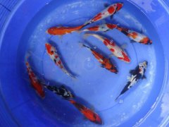 KOI kapr - Cyprinus carpio koi (25-30cm)