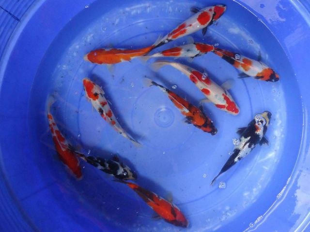 KOI kapr výběr A - Cyprinus carpio koi (20-28cm) - Ryby a potřeby pro ryby KOI, jeseteři, ostatní okrasné ryby