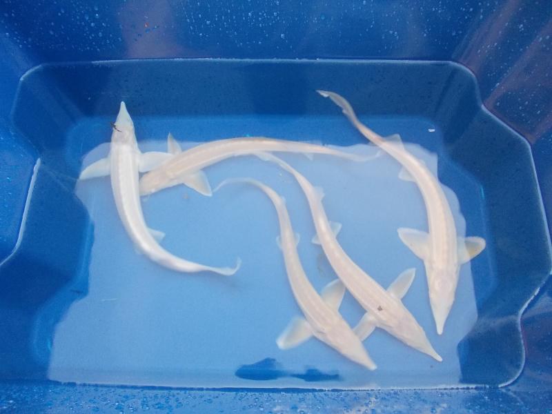 Jeseter albín - Acipenser ruthenus (20-25cm) - Ryby a potřeby pro ryby KOI, jeseteři, ostatní okrasné ryby