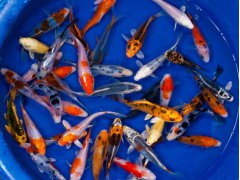 KOI kapr - Cyprinus carpio koi (10-16cm)
