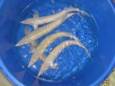 Jeseter albín - Acipenser ruthenus (40-45cm) - Ryby a potřeby pro ryby KOI, jeseteři, ostatní okrasné ryby