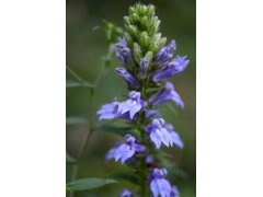 Lobelka velká - Lobelia siphilitica