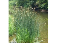 Skřípinec jezerní - Schoenoplectus lacustris