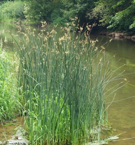 Skřípinec jezerní - Schoenoplectus lacustris - Zahradní a vodní doplňky, dekorace Vodní rostliny + košíky
