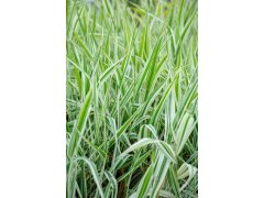 Zblochan vodní - Variegata