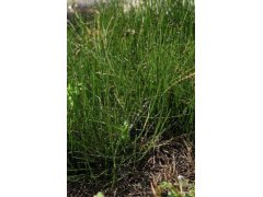 Přeslička skřípinovitá - Equisetum scirpoides