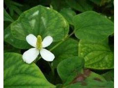 Touleň srdčitá - Houttuynia cordata