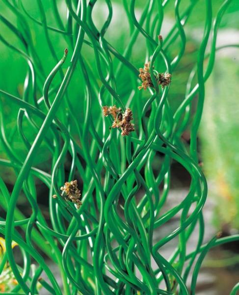 Sítina rozkladitá - Juncus effusus "Spiralis" - Zahradní a vodní doplňky, dekorace Vodní a suchozemské rostliny + košíky