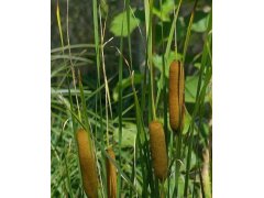 Orobinec nejmenší - Typha minima