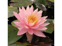 Leknín růžový - Nymphaea Sunny Pink