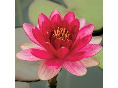 Leknín růžový - Nymphaea Sunny Pink