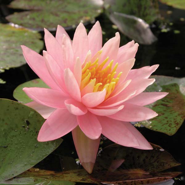 Leknín růžový - Nymphaea Sunny Pink - Zahradní a vodní doplňky, dekorace Vodní a suchozemské rostliny + košíky