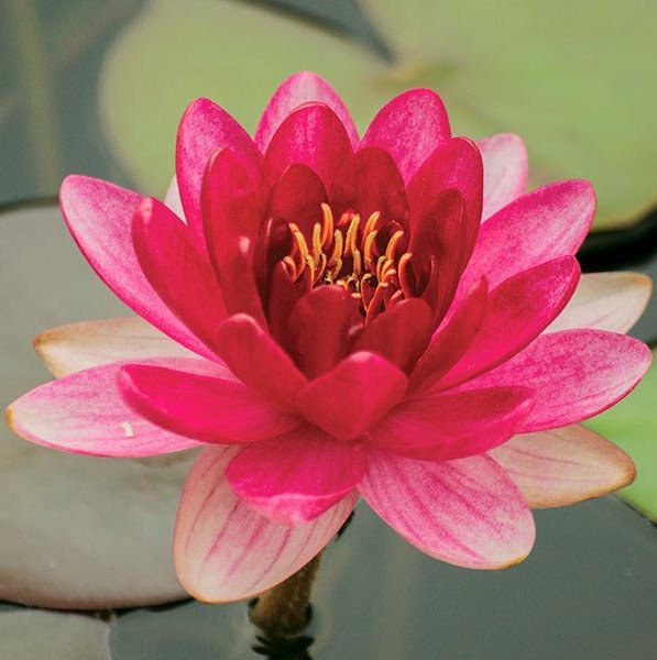 Leknín růžový - Nymphaea Sunny Pink - Zahradní a vodní doplňky, dekorace Vodní a suchozemské rostliny + košíky