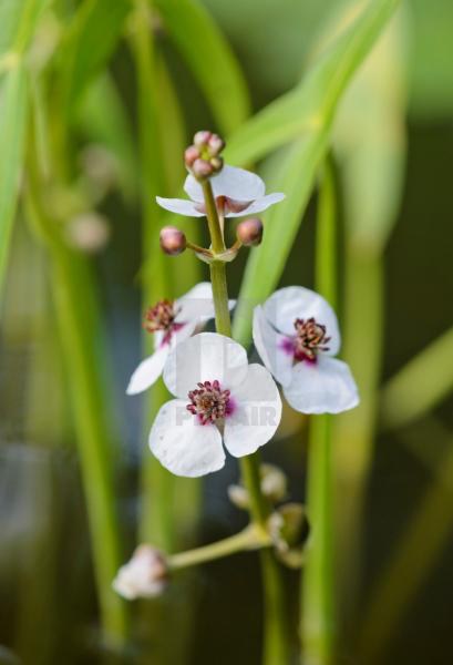 Šípatka vodní - Sagittaria sagittifolia - Zahradní a vodní doplňky, dekorace Vodní a suchozemské rostliny + košíky
