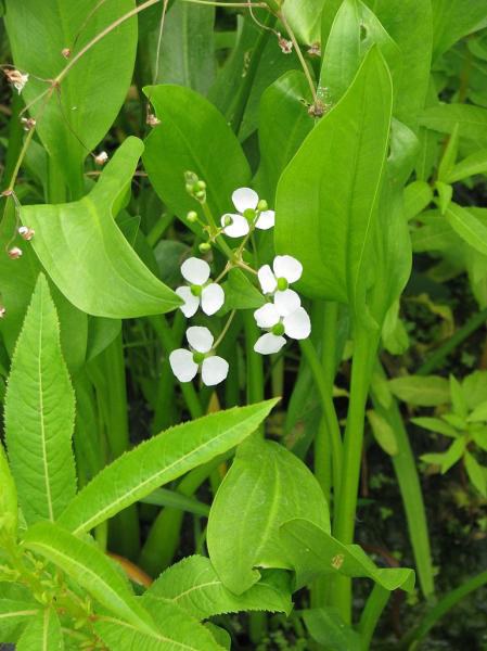 Šípatka trávolistá - Sagittaria graminea - Zahradní a vodní doplňky, dekorace Vodní a suchozemské rostliny