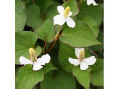 Touleň srdčitá 'Plena' - Houttuynia cordata 'Plena'