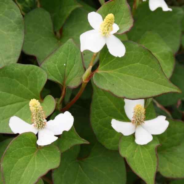 Touleň srdčitá 'Plena' - Houttuynia cordata 'Plena' - Zahradní a vodní doplňky, dekorace Vodní rostliny + košíky