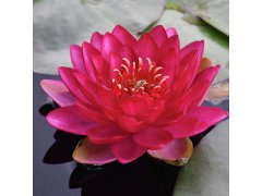 Leknín růž.-červený - Nymphaea Burgundy princess