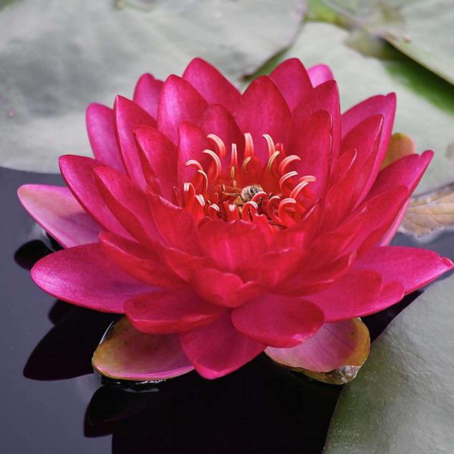Leknín růž.-červený - Nymphaea Burgundy princess - Zahradní a vodní doplňky, dekorace Vodní rostliny + košíky