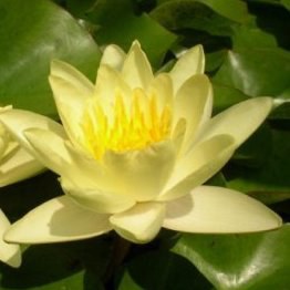 Leknín žlutý - Nymphaea Yellow Sensation - Zahradní a vodní doplňky, dekorace Vodní rostliny + košíky