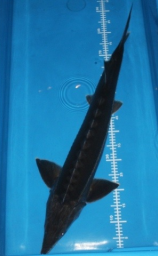 Jeseter - Bestěr (hybrid H. h. X A. r.) 35-40cm - Ryby a potřeby pro ryby KOI, jeseteři, ostatní okrasné ryby