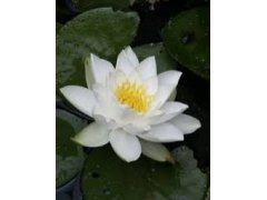 Leknín bílý - Nymphaea Gladstoniana
