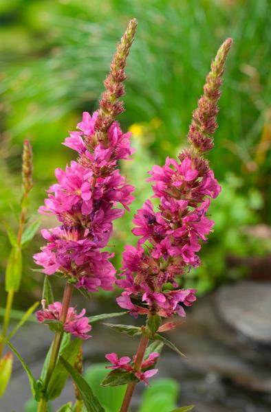 Kyprej vrbice - Lythrum salicaria - Zahradní a vodní doplňky, dekorace Vodní a suchozemské rostliny + košíky