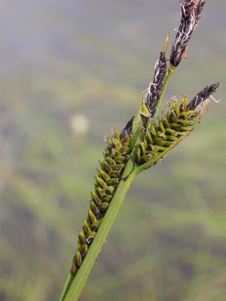 Ostřice obecná - Carex nigra - Zahradní a vodní doplňky, dekorace Vodní a suchozemské rostliny + košíky