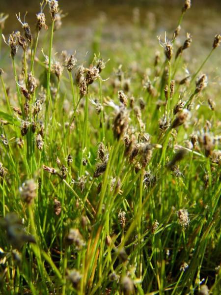 Bahnička jehlovitá - Eleocharis acicularis - Zahradní a vodní doplňky Vodní rostliny