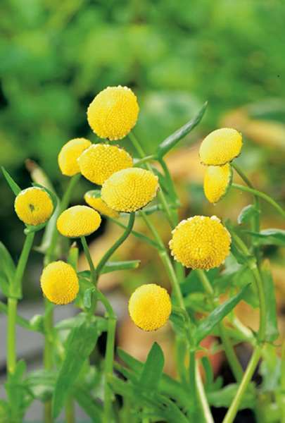 Mechovec - Cotula coronopifolia - Zahradní a vodní doplňky Vodní rostliny