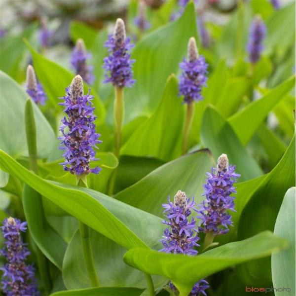Modráska kopinatá - Pontederia lanceolata - Zahradní a vodní doplňky, dekorace Vodní a suchozemské rostliny