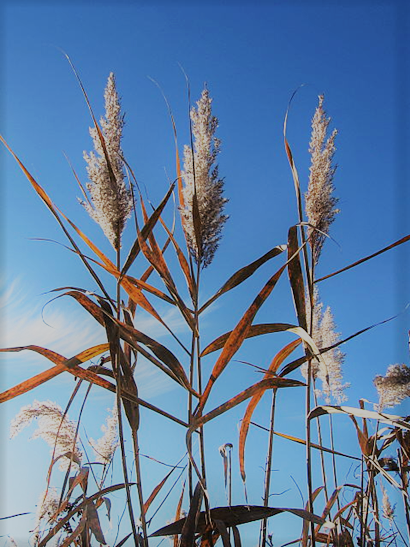 Rákos obecný - Phragmites australis - Zahradní a vodní doplňky Vodní rostliny