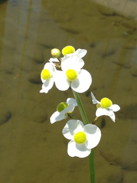 Šípatka širokolistá - Sagittaria latifolia - Zahradní a vodní doplňky, dekorace Vodní a suchozemské rostliny