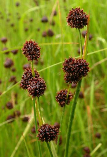 Sítina mečolistá - Juncus ensifolius - Zahradní a vodní doplňky Vodní rostliny