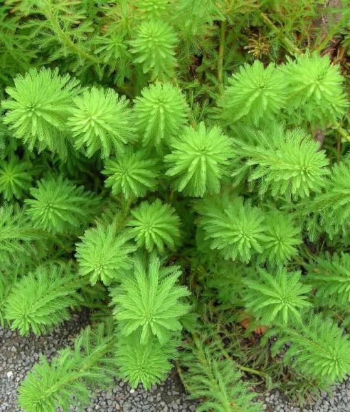 Stolístek vodní - myriophyllum proserpinacoides - Zahradní a vodní doplňky Vodní rostliny