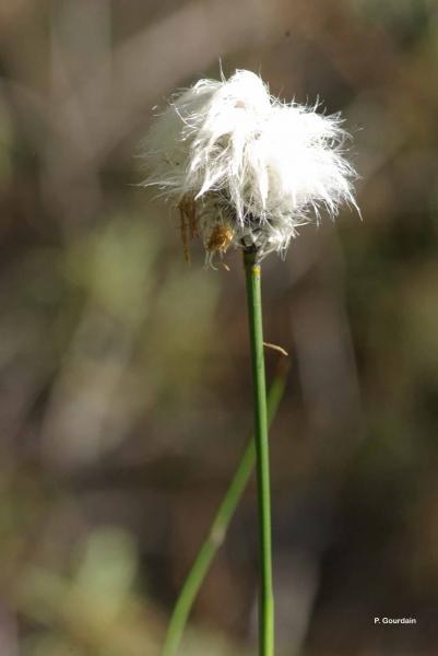Suchopýr pochvatý - Eriophorum vaginatum - Zahradní a vodní doplňky Vodní rostliny