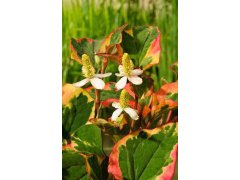 Touleň srdčitá "Chameleon" - Houttuynia cordata "Chameleon"